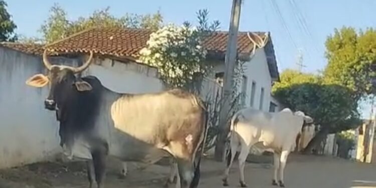 Indignação em Santa Rita com animais soltos nas ruas