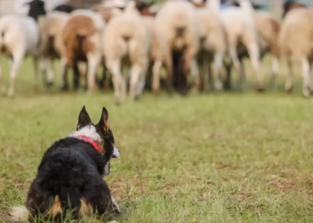 PL propõe responsabilização de tutores por ataques de cães a rebanhos rurais na Bahia