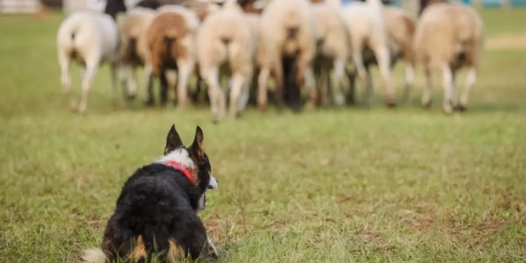 PL propõe responsabilização de tutores por ataques de cães a rebanhos rurais na Bahia