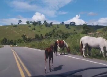 Animais soltos à beira da pista continuam oferecendo risco de morte em Itanhém