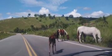 Animais soltos à beira da pista continuam oferecendo risco de morte em Itanhém