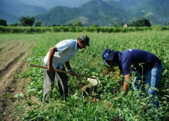 Agricultores familiares podem regularizar dívidas com descontos de até 80% pelo Desenrola Rural