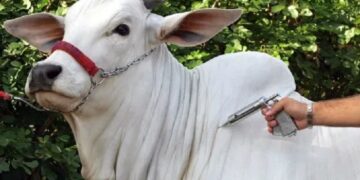 Adab lança campanha para ampliar vacinação contra brucelose na Bahia