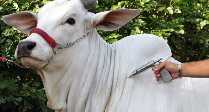 Adab lança campanha para ampliar vacinação contra brucelose na Bahia