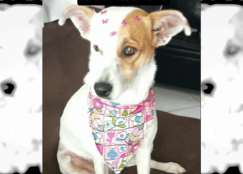 Empresário oferece R$ 1 mil de recompensa para quem encontrar sua cadela desaparecida em Itanhém