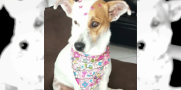 Empresário oferece R$ 1 mil de recompensa para quem encontrar sua cadela desaparecida em Itanhém