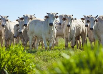 Itanhém se consolida entre os maiores rebanhos bovinos da Bahia