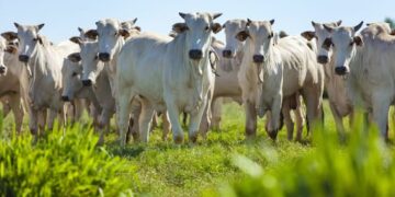 Itanhém se consolida entre os maiores rebanhos bovinos da Bahia