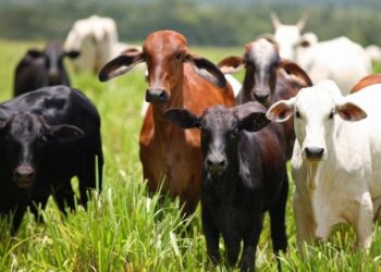 Proprietária rural denuncia onda de roubos de gado em Santa Rita e regiões vizinhas; mais de 50 animais teriam sido furtados