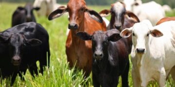 Proprietária rural denuncia onda de roubos de gado em Santa Rita e regiões vizinhas; mais de 50 animais teriam sido furtados