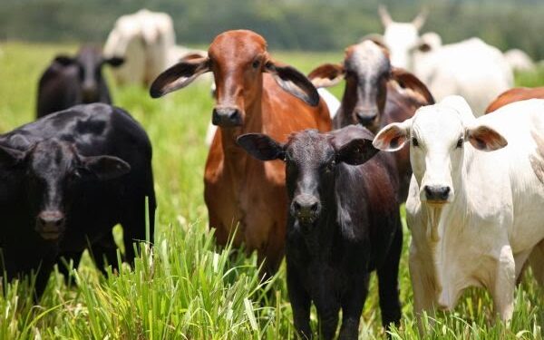 Proprietária rural denuncia onda de roubos de gado em Santa Rita e regiões vizinhas; mais de 50 animais teriam sido furtados
