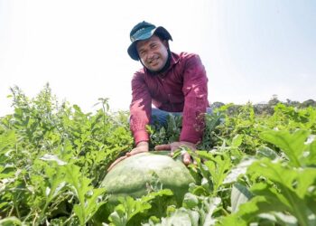 Ibirapuã é autorizada a exportar melancia e abóbora para países do Mercosul