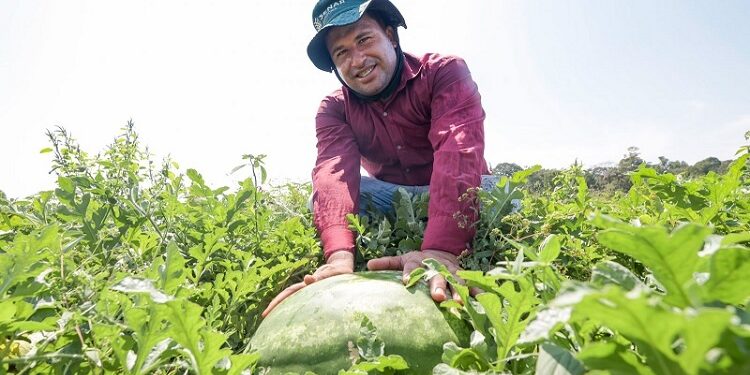 Ibirapuã é autorizada a exportar melancia e abóbora para países do Mercosul