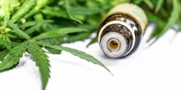 Anvisa aprova cultivo de cannabis por empresas e amplia acesso