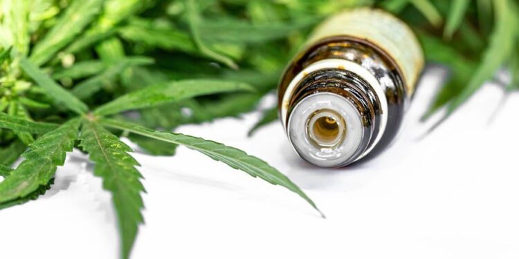 Anvisa aprova cultivo de cannabis por empresas e amplia acesso