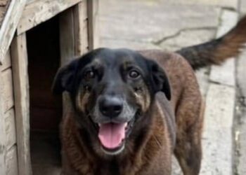 Caso Orelha: o que se sabe até agora sobre a morte do cão em Santa Catarina