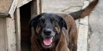 Caso Orelha: o que se sabe até agora sobre a morte do cão em Santa Catarina